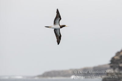Sula leucogaster)(adult)_Off Razo Islet (Sao Nicolau Is.)