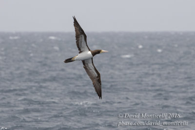 Sula leucogaster)(adult)_Off Razo Islet (Sao Nicolau Is.)