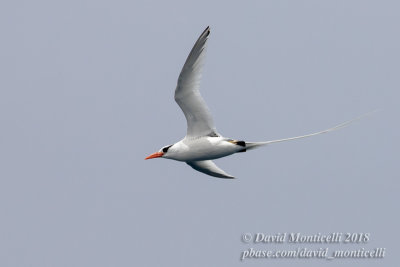 Red-billed Tropicbird (Phaethon aethereus)_Off Sao Nicolau (Sao Nicolau Is.)