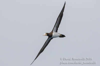 Sula leucogaster)(adult)_Off Razo Islet (Sao Nicolau Is.)