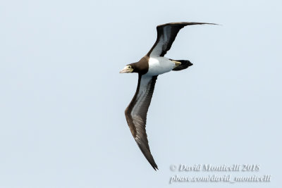 Sula leucogaster)(adult)_Off Razo Islet (Sao Nicolau Is.)