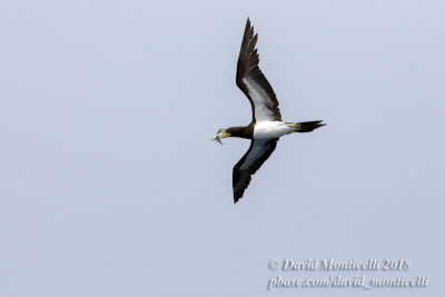 Sula leucogaster)(adult)_Off Razo Islet (Sao Nicolau Is.)
