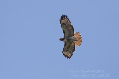Red-tailed Hawk (Buteo jamaicensis)_Cayo Coco (Cayos)