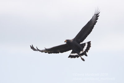 Cuban Black Hawk (Buteogallus anthracinus)_Cayo Coco (Cayos)