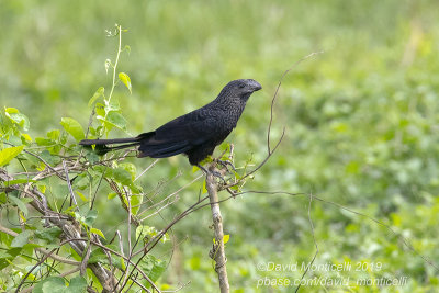 Smooth-billed Ani (Crotophaga ani)_San Diego de los Banos