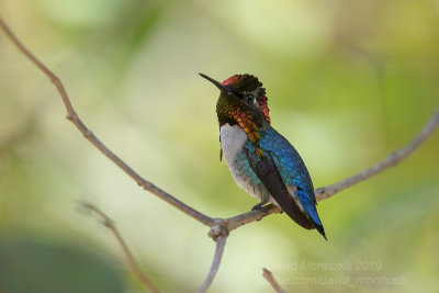 Bee Hummingbird (Mellisuga helenae)(male)_The Hummingbird House (Palpite)