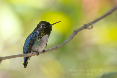 Bee Hummingbird (Mellisuga helenae)(male)_The Hummingbird House (Palpite)