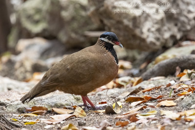 Blue-headed Quail-Dove (Starnoenas cyanocephala)_Cueva de los Peces (Playa Larga)