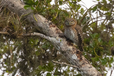 Cuban Pygmy-Owl (Glaucidium siju)_Soplillar (Playa Larga)