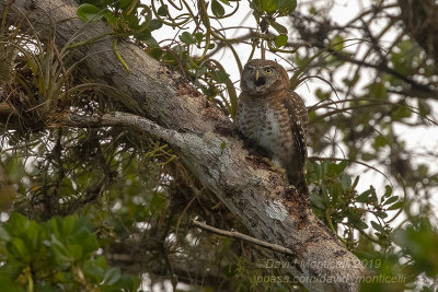 Cuban Pygmy-Owl (Glaucidium siju)_Soplillar (Playa Larga)