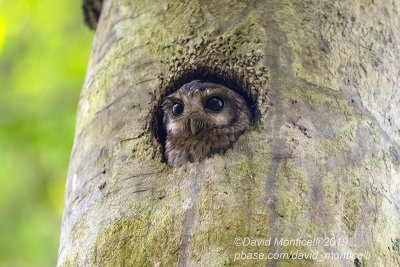 Cuban Screech-Owl (Otus lauwrencii)_Soplillar (Playa Larga)