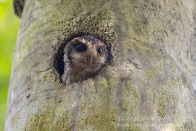 Cuban Screech-Owl (Otus lauwrencii)_Soplillar (Playa Larga)