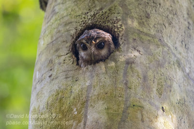 Cuban Screech-Owl (Otus lauwrencii)_Soplillar (Playa Larga)