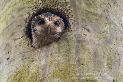 Cuban Screech-Owl (Otus lauwrencii)_Soplillar (Playa Larga)