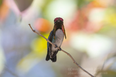 Bee Hummingbird (Mellisuga helenae)(male)_The Hummingbird House (Palpite)