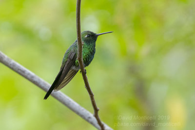 Cuban Emerald (Chlorostilbon ricordii)(male)_Zapata Marshes (Playa Larga)