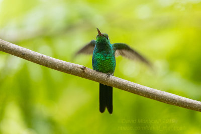 Bird trip to Cuba (April 2019)