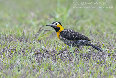 Campo Flicker (Colaptes campestris)(male)_along the Transpantaneira road, south of Pocon (Mato Grosso)