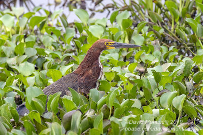 Rufescent Tiger Heron (Tigrisoma lineatum)_Rio Pixaim close to Pantanal Mato Grosso Hotel, south of Pocon (Mato Grosso)