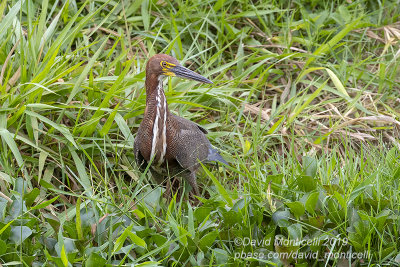 Rufescent Tiger Heron (Tigrisoma lineatum)_Rio Pixaim close to Pantanal Mato Grosso Hotel, south of Pocon (Mato Grosso)