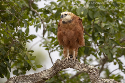 Black-collared Hawk (Busarellus nigricollis)_Pousada Piuval, south of Pocon (Mato Grosso)