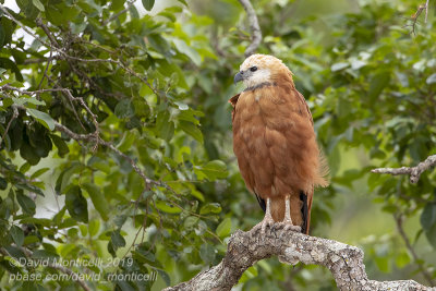 Black-collared Hawk (Busarellus nigricollis)_Pousada Piuval, south of Pocon (Mato Grosso)