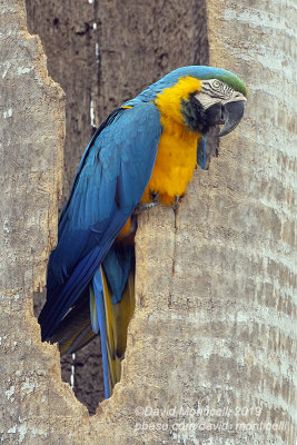 Blue-and-yellow Macaw (Ara ararauna)_Poussada Piuval, south of Pocon (Mato Grosso)