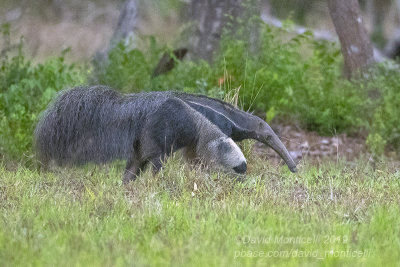 Giant Anteater (Myrmecophaga tridactyla)_near Poussada Piuval, south of Pocon (Mato Grosso)