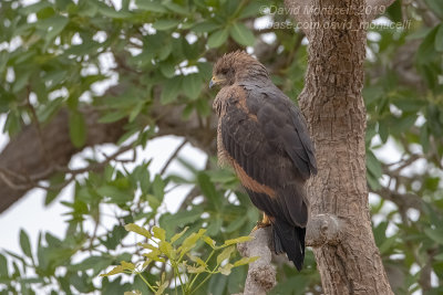 Savanna Hawk (Buteogallus meridionalis)(immature)_near Pousada Piuval, south of Pocon (Mato Grosso)