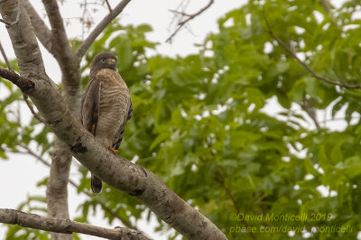 Roadside Hawk (Buteo magnirostris)_near Pousada Piuval, south of Pocon (Mato Grosso)