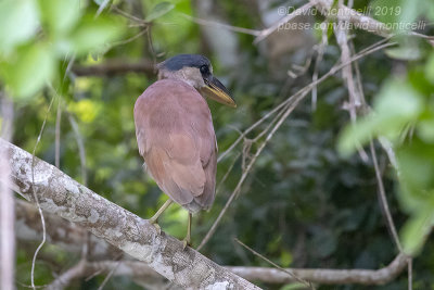 Boat-billed Heron (Cochlearius cochlearius)(juvenile)_Rio Pixaim close to Pantanal Mato Grosso Hotel, south of Poconé (Mat