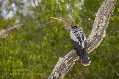 Anhinga (Anhinga anhinga)_Rio Pixaim close to Pantanal Mato Grosso Hotel, south of Poconé (Mato Grosso)
