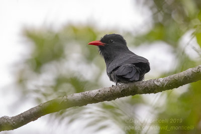 Black-fronted Nunbird (Monasa nigrifrons)_near Pantanal Mato Grosso Hotel, south of Pocon (Mato Grosso)
