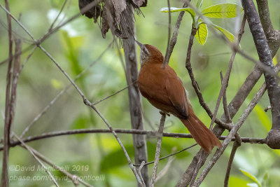 Rusty-backed Spinetail (Cranioleuca vulpina)_near Pantanal Mato Grosso Hotel, south of Pocon (Mato Grosso)