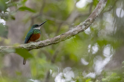 Rufous-tailed Jacamar (Galbula ruficauda)_near Pantanal Mato Grosso Hotel, south of Pocon (Mato Grosso)