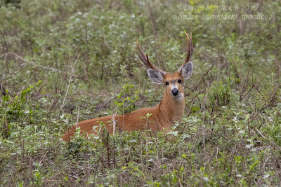 Marsh Deer (Blastocerus dichotomus)_along the Transpantaneira road, south of Pocon (Mato Grosso)