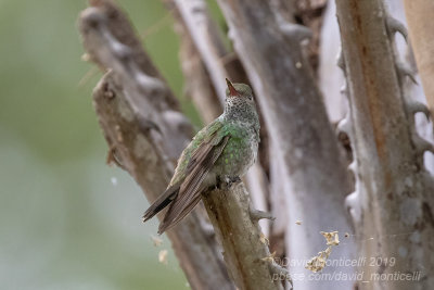 Glittering-bellied Emerald (Chlorostilbon lucidus)_Pantanal Mato Grosso Hotel, south of Pocon (Mato Grosso)