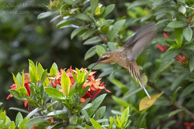 Buff-bellied Hermit (Phaethornis subochraceus)_near Pantanal Mato Grosso Hotel, south of Pocon (Mato Grosso)