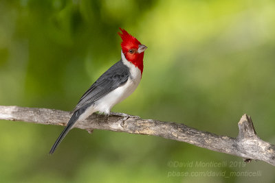 Red-crested Cardinal (Paroaria coronata)_near Pantanal Mato Grosso Hotel, south of Pocon (Mato Grosso)