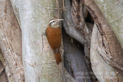 Narrow-billed Woodcreeper (Lepidocolaptes angustirostris)_near Pantanal Mato Grosso Hotel, south of Pocon (Mato Grosso)