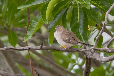Long-tailed Ground Dove (Uropelia campestris)_Pantanal Mato Grosso Hotel, south of Pocon (Mato Grosso)