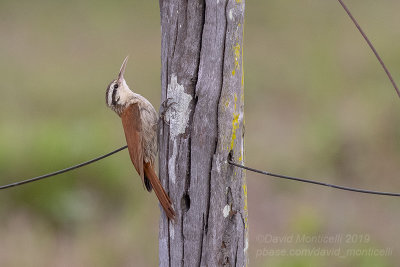 Narrow-billed Woodcreeper (Lepidocolaptes angustirostris)_near Pantanal Mato Grosso Hotel, south of Pocon (Mato Grosso)