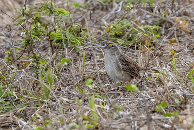 Grassland Sparrow (Ammodramus humeralis)_Pantanal Mato Grosso Hotel, south of Pocon (Mato Grosso)