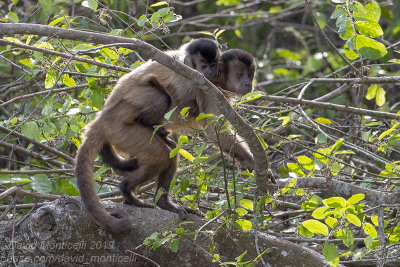 Azara's Capuchins (Sapajus cay)_near Cuiaba river, south of Porto Jofre (Mato Grosso)