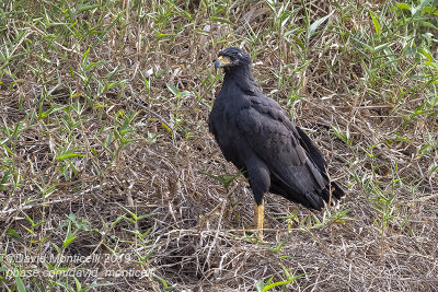 Great Black Hawk (Buteogallus urubitinga)_Cuiaba river, Porto Jofre (Mato Grosso)