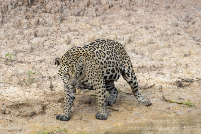 South American Jaguar (Panthera onca)(female)_Cuiaba river south of Porto Jofre (Mato Grosso) 