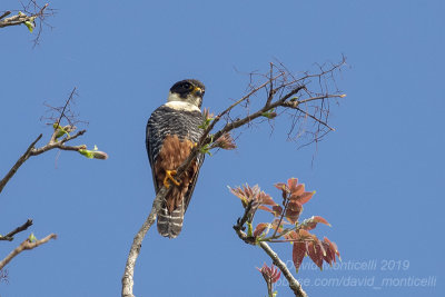 Bat Falcon (Falco rufigularis)_along the Transpantaneira road, south of Pocon (Mato Grosso) 