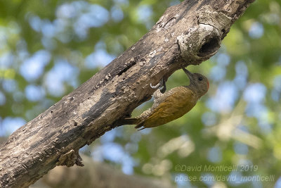 Little Woodpecker (Veniliornis passerinus)(male)_Poussada Piuval, south of Pocon (Mato Grosso)