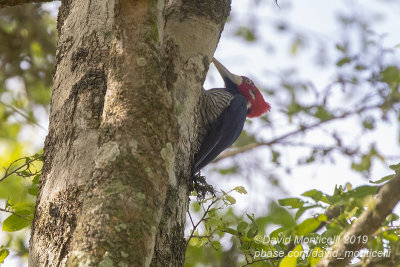 Crimson-crested Woodpecker (Campephilus melanoleucos)(male)_along the Transpantaneira road, south of Pocon (Mato Grosso)