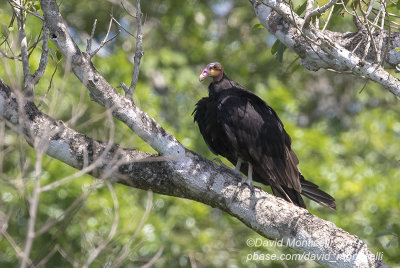 Lesser Yellow-headed Vulture (Cathartes burrovianus)_along the Transpantaneira road, south of Pocon (Mato Grosso) 